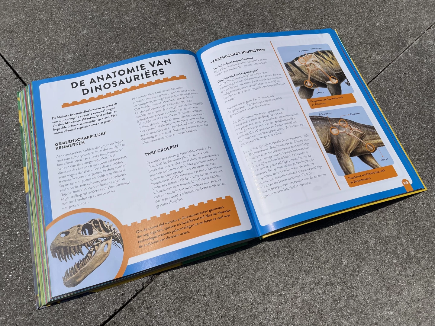 De anatomie van dinosauri&euml;rs