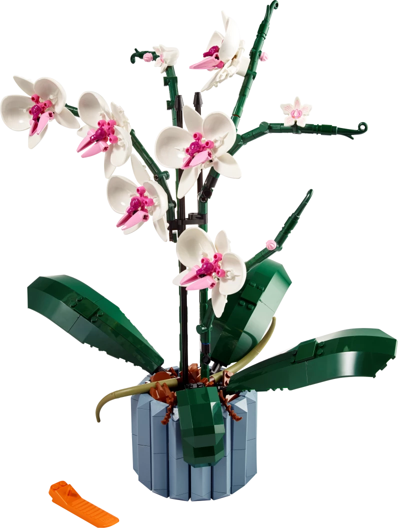 Orchidee