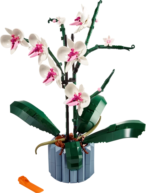 Orchidee