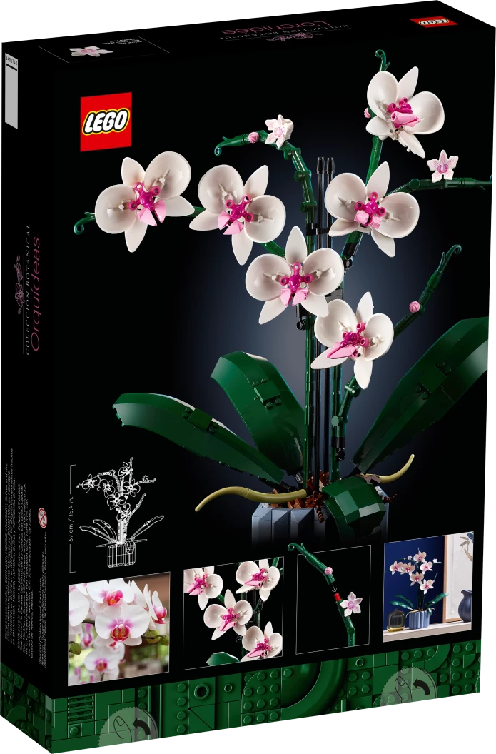 Orchidee