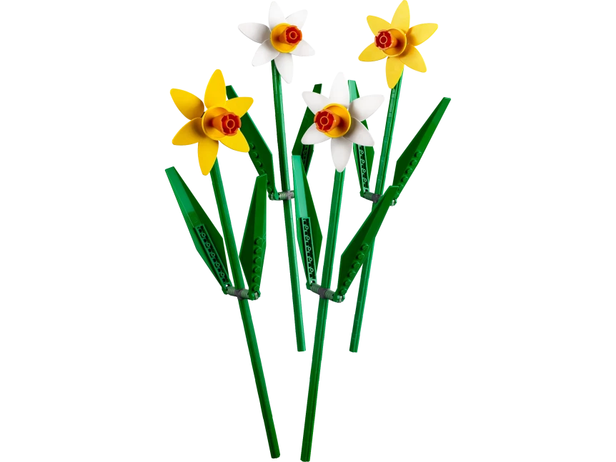Narcissen