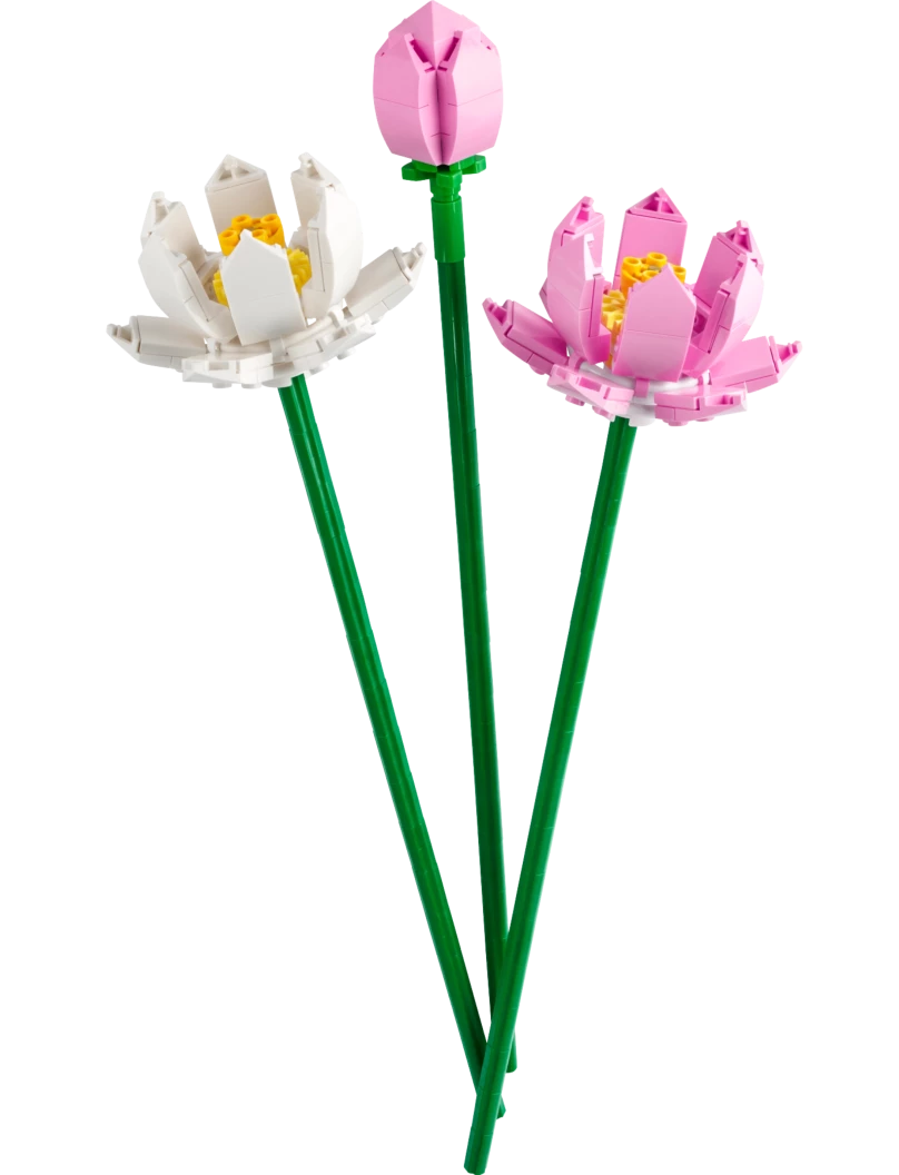 Lotusbloemen