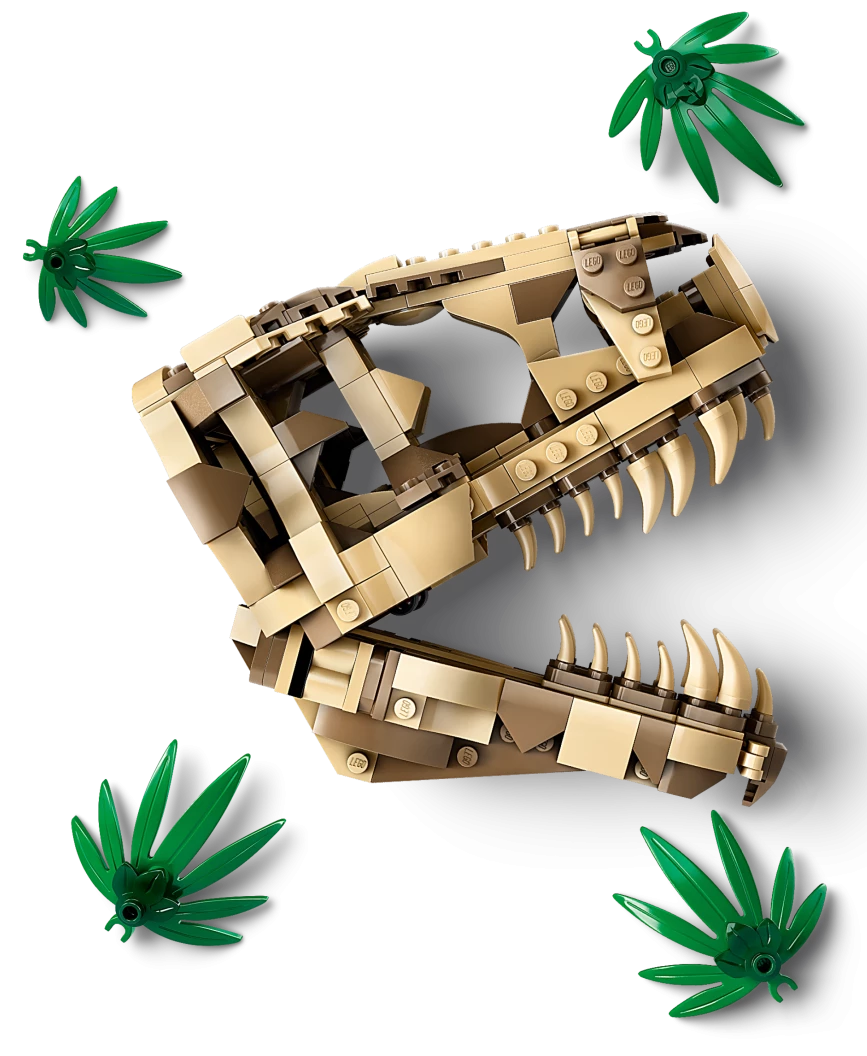Dinosaurusfossielen: T. rex schedel