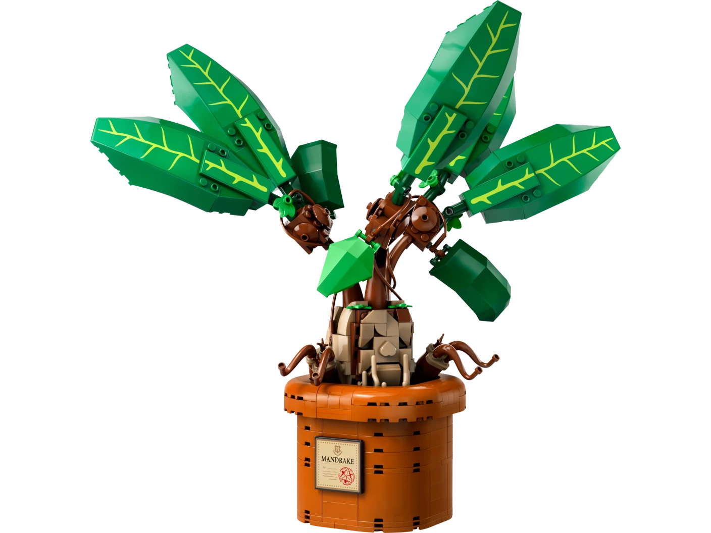 Mandragora