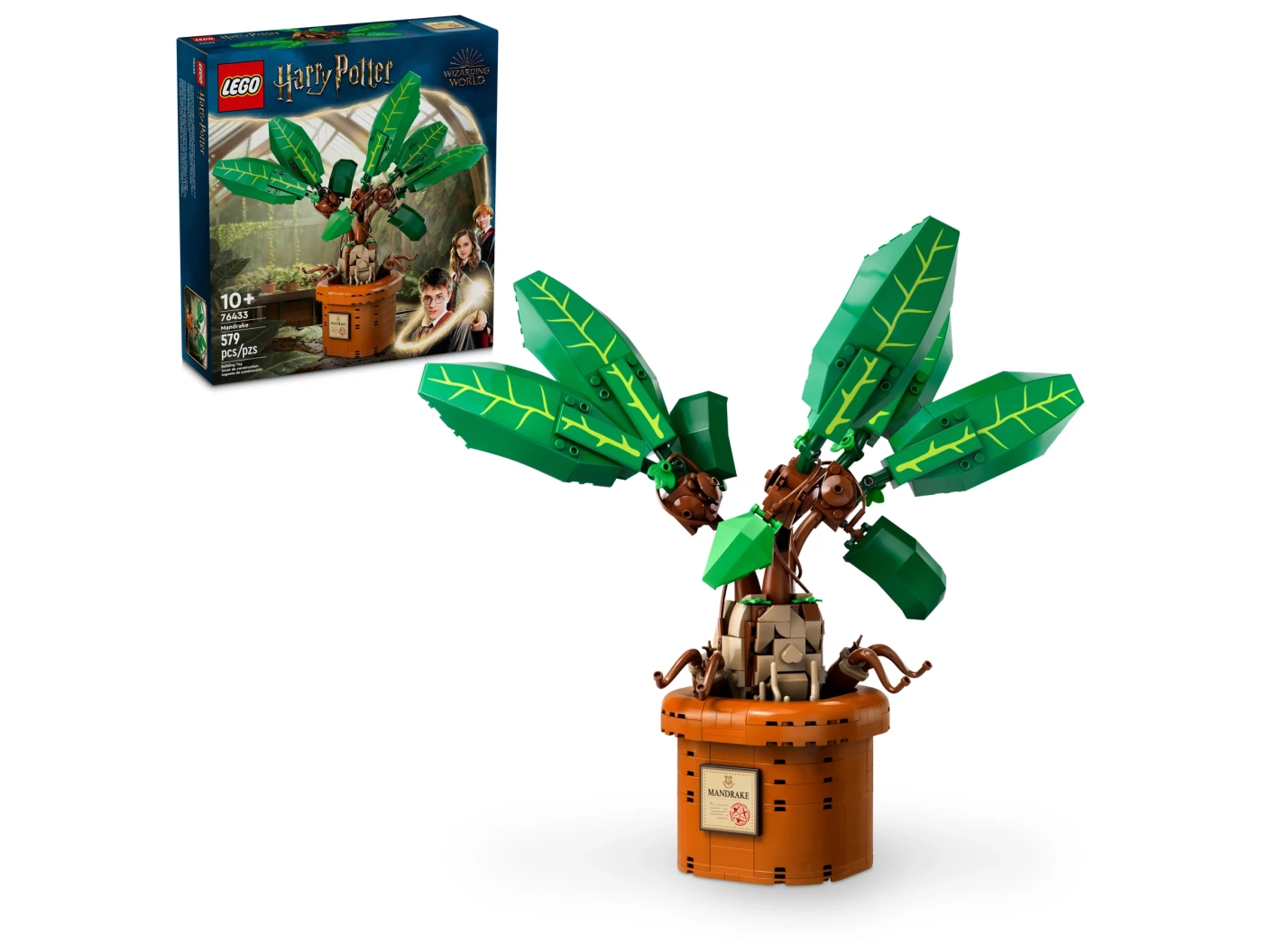 Mandragora