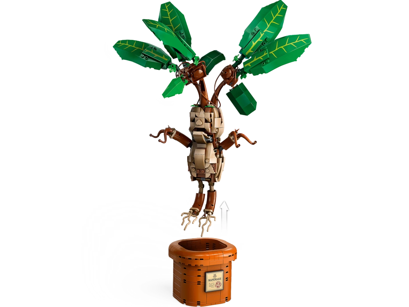 Mandragora