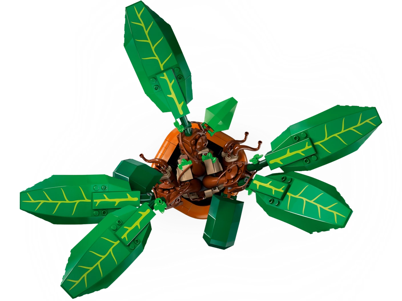 Mandragora