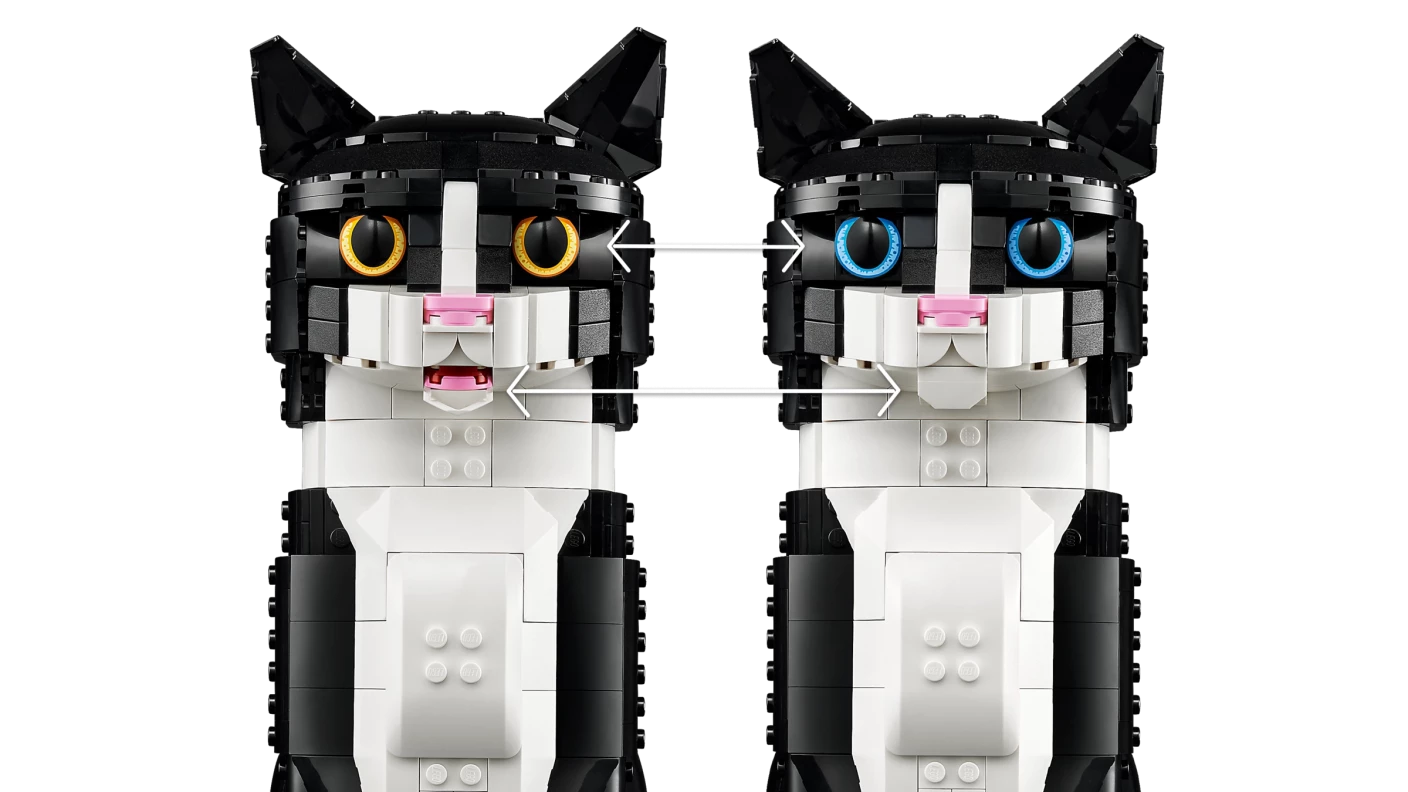Zwart-witte kat