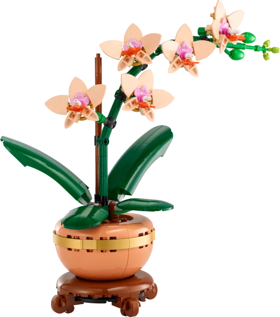 Miniorchidee