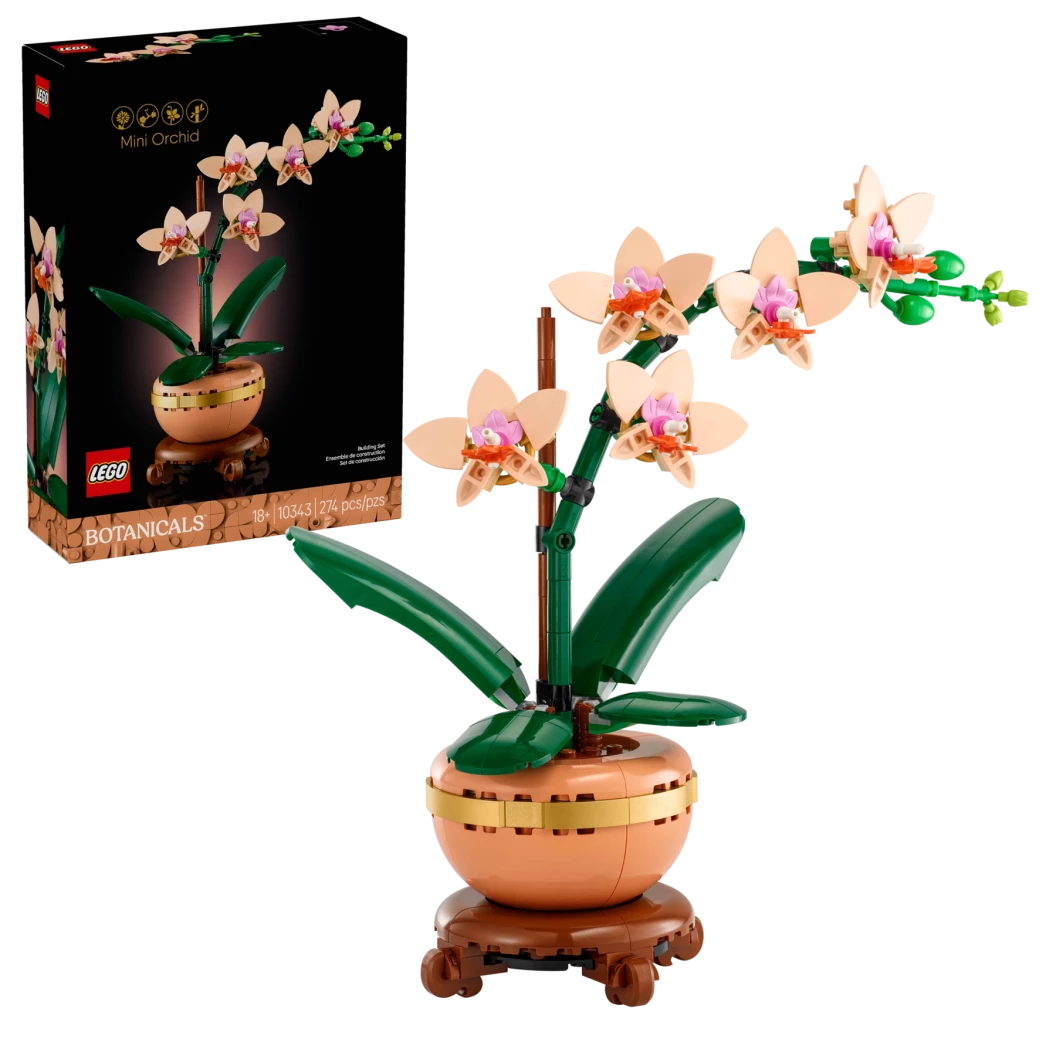 Miniorchidee