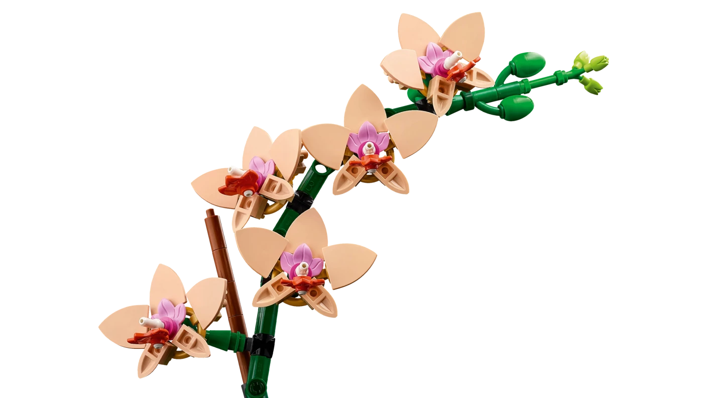 Miniorchidee