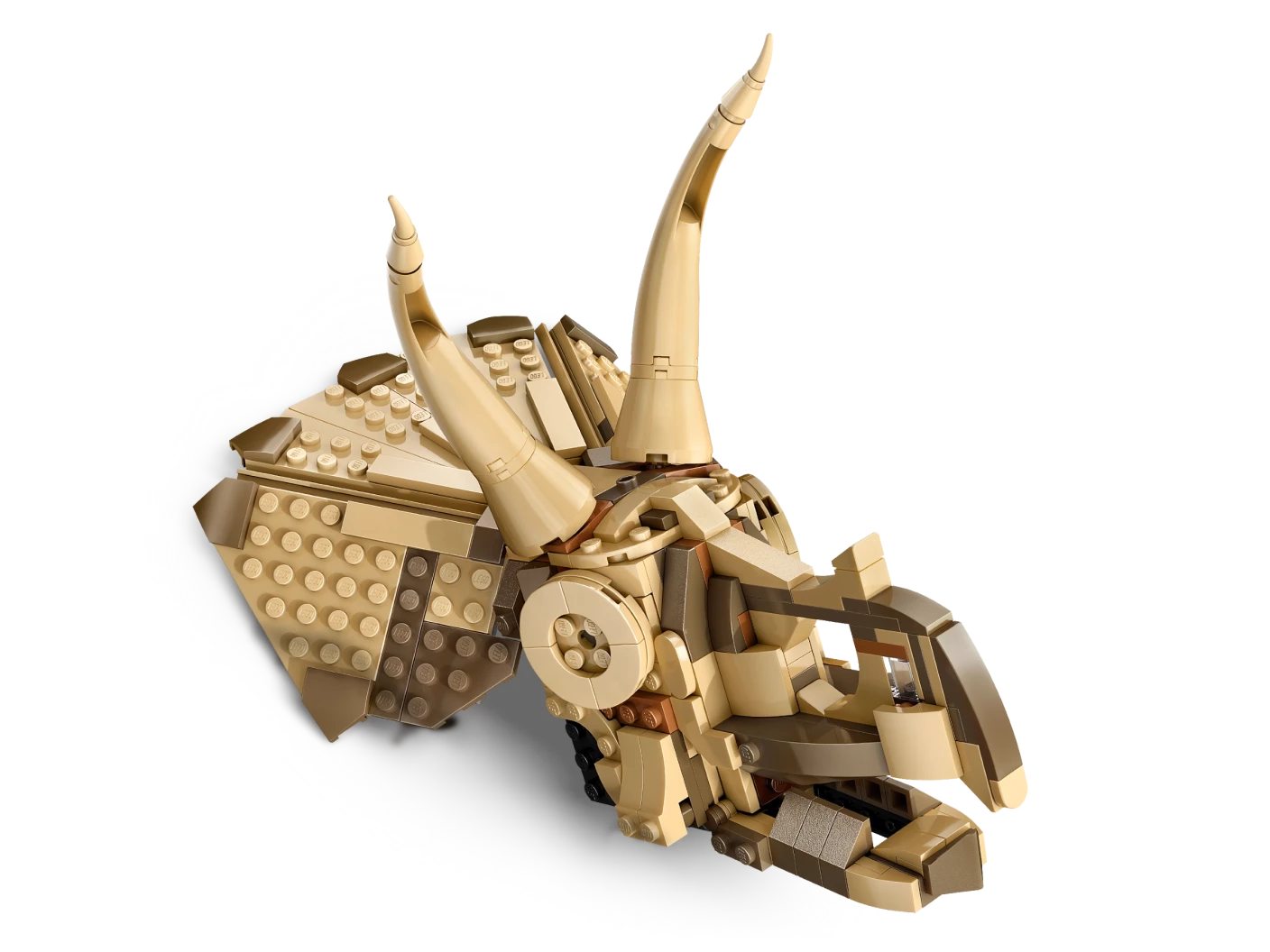 Dinosaurusfossielen: Triceratops schedel
