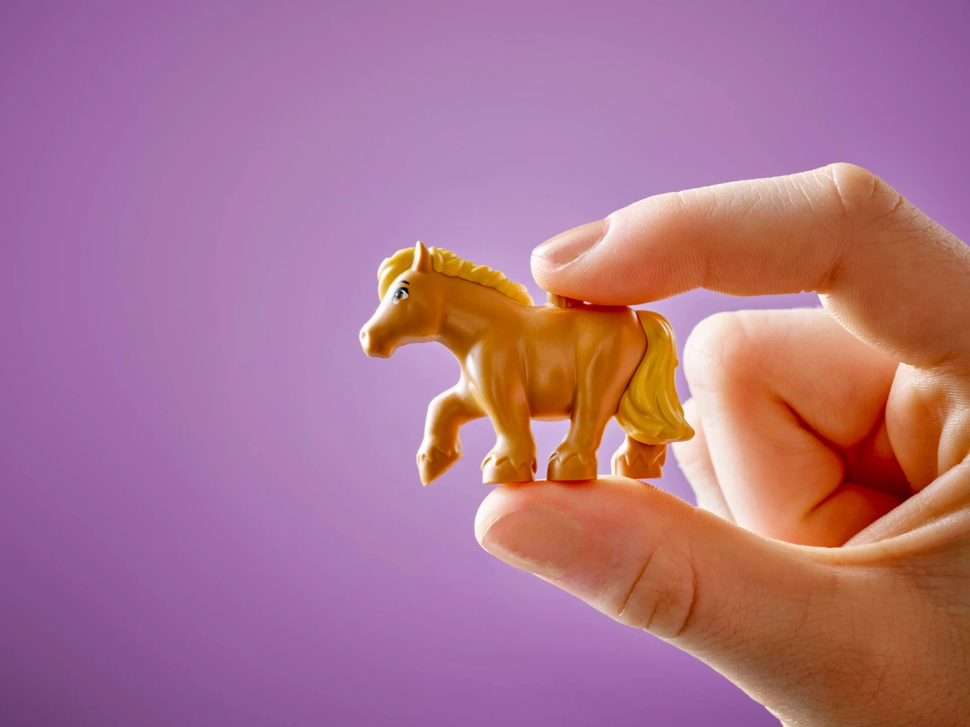 Ponyboerderij en stal