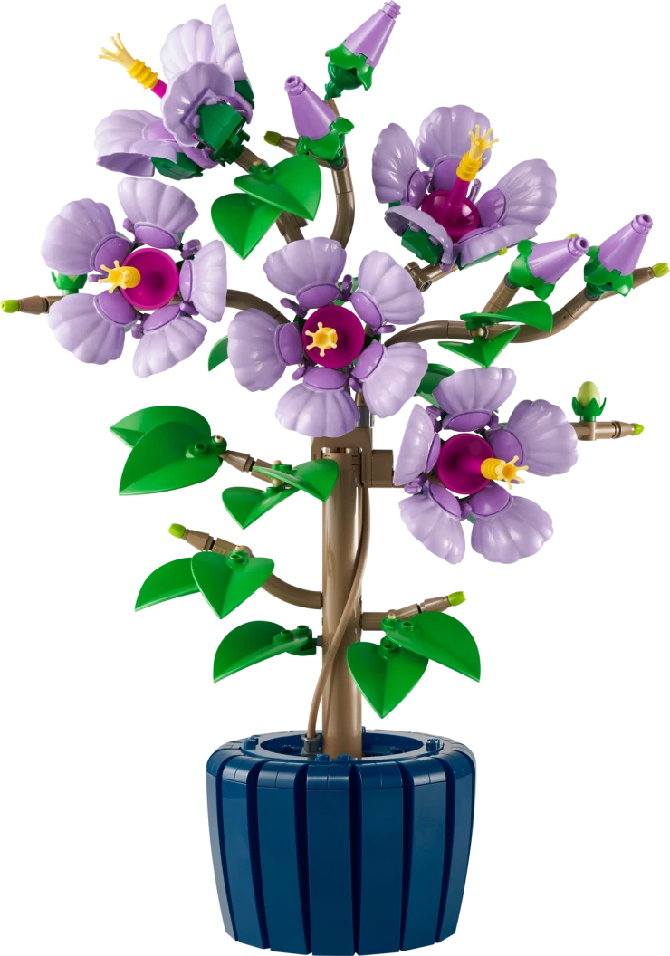 Hibiscus