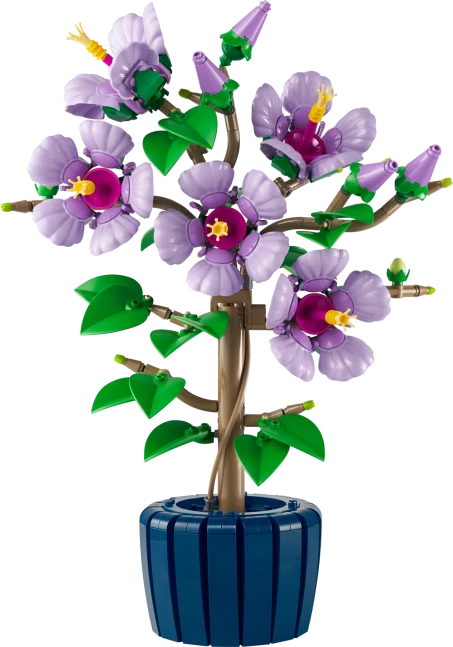 Hibiscus
