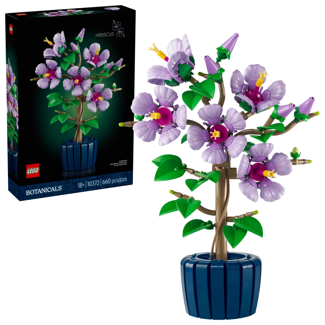 Hibiscus