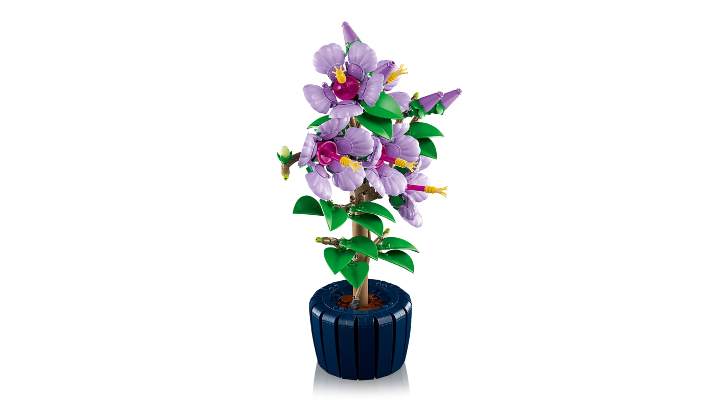 Hibiscus