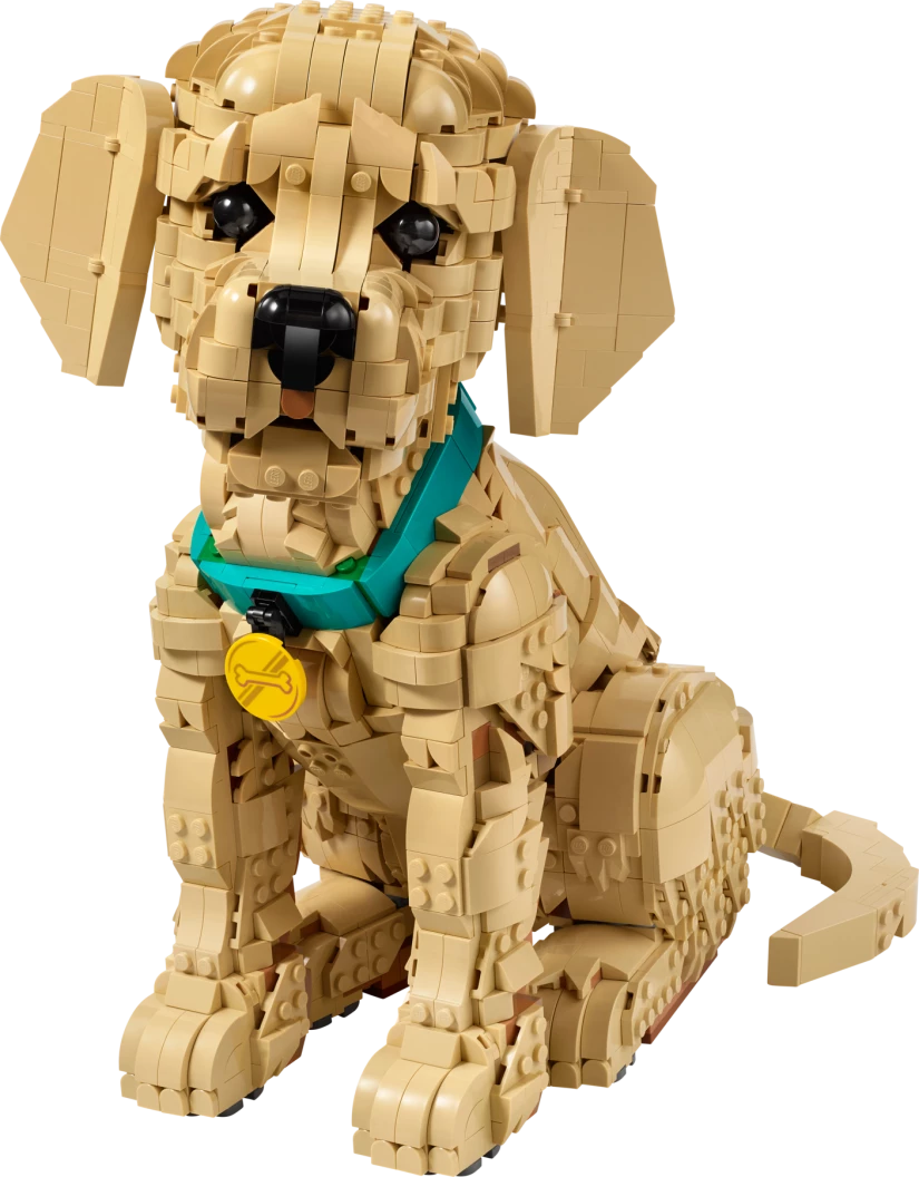 Golden retriever puppy