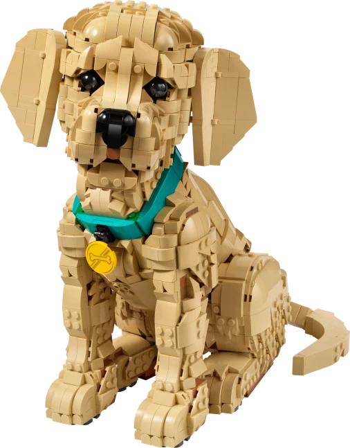 Golden retriever puppy