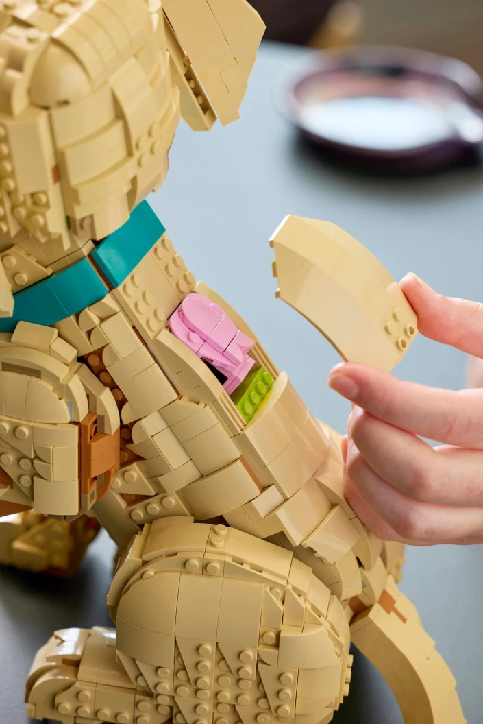 Golden retriever puppy