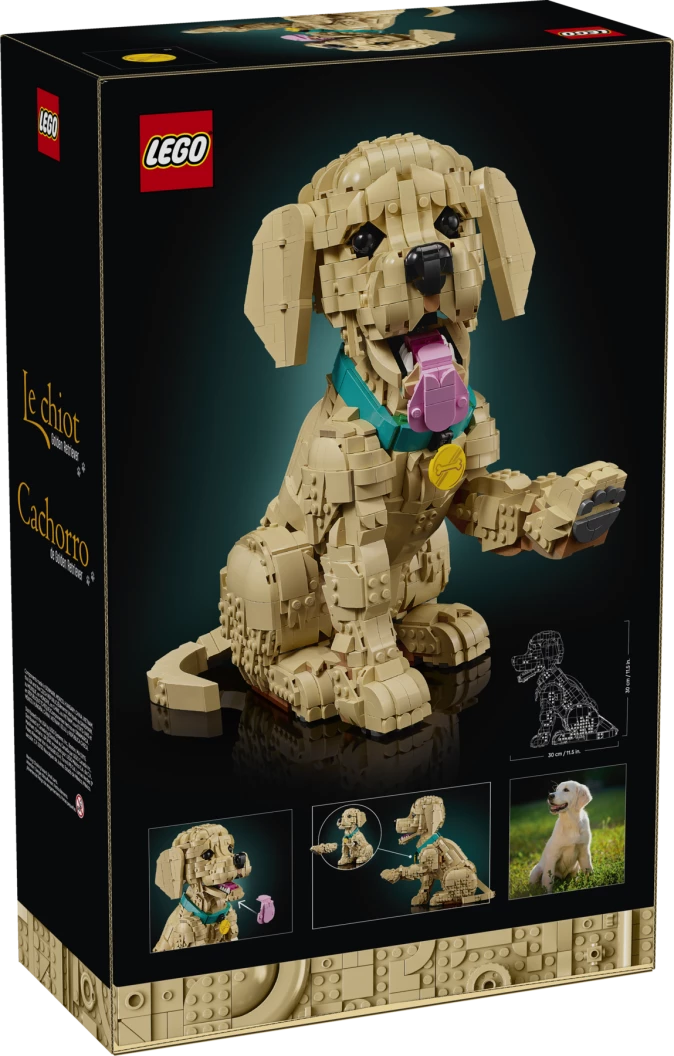 Golden retriever puppy