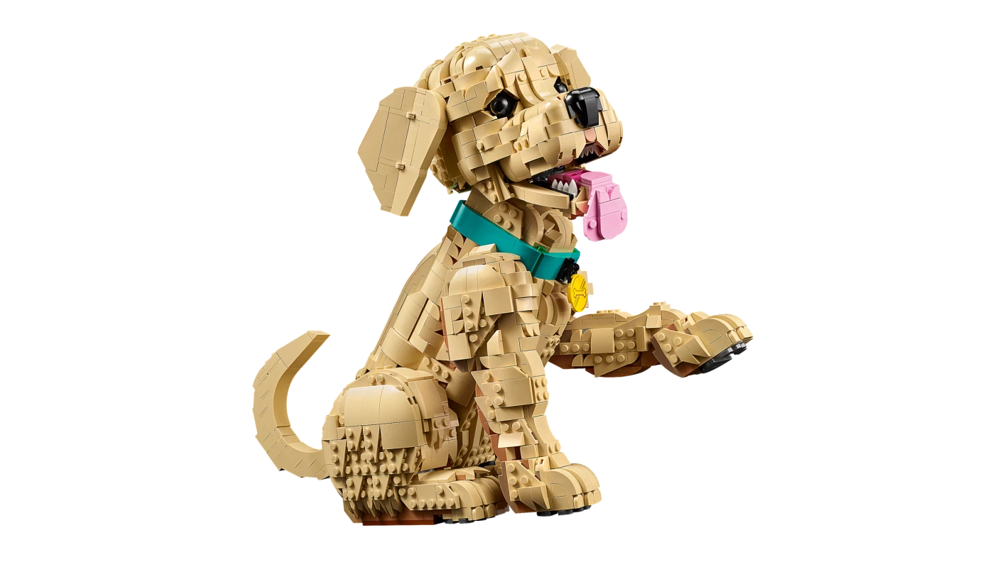 Golden retriever puppy