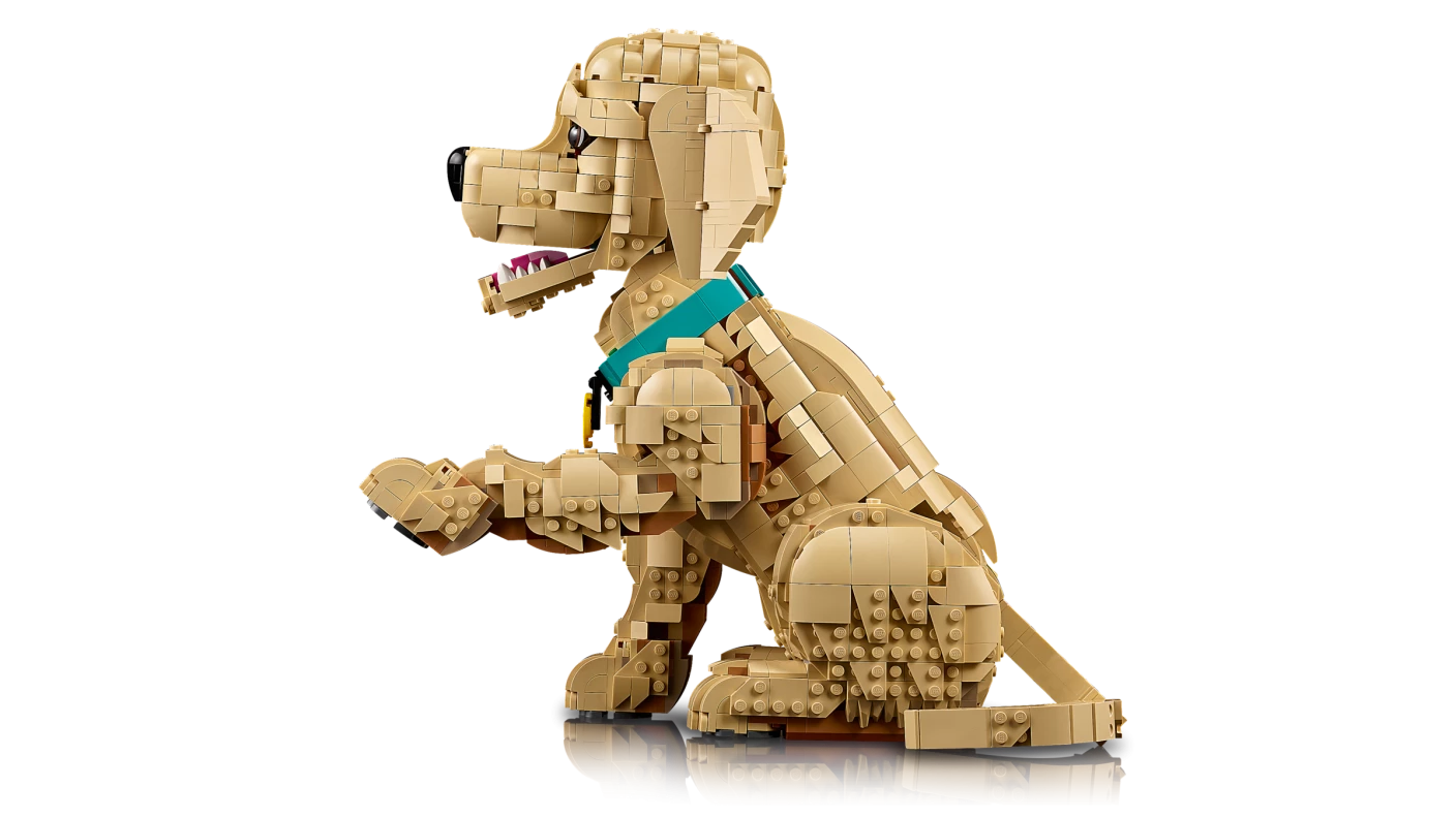 Golden retriever puppy