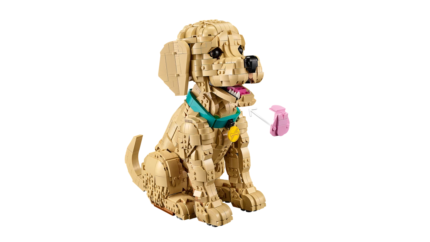 Golden retriever puppy