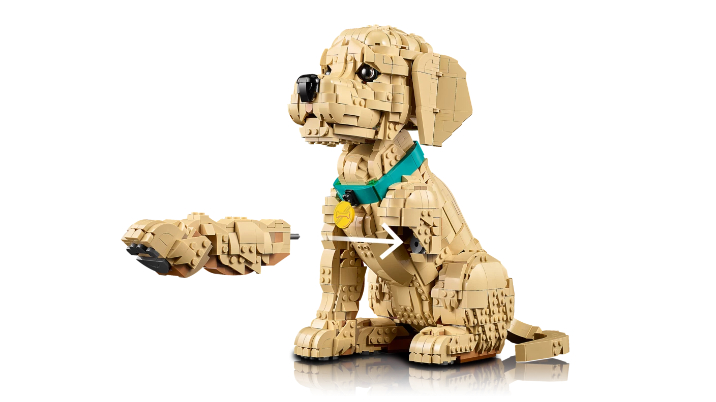 Golden retriever puppy