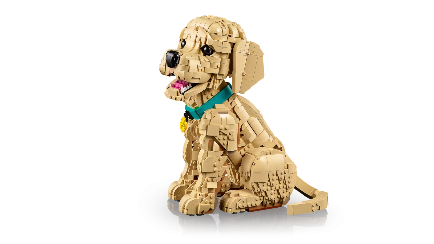 Golden retriever puppy