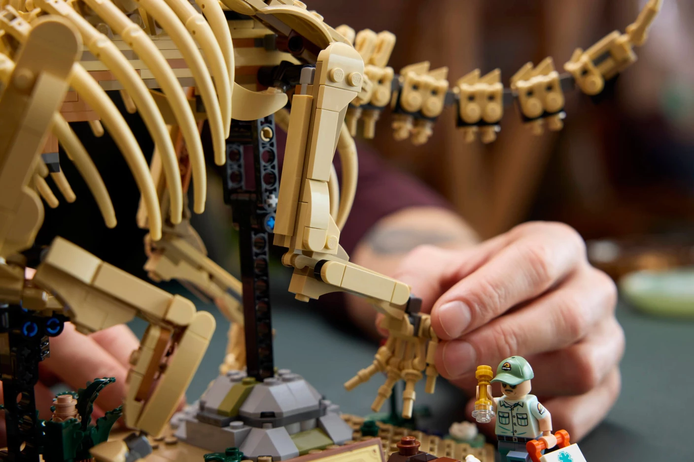 Dinosaurusfossielen: Triceratops