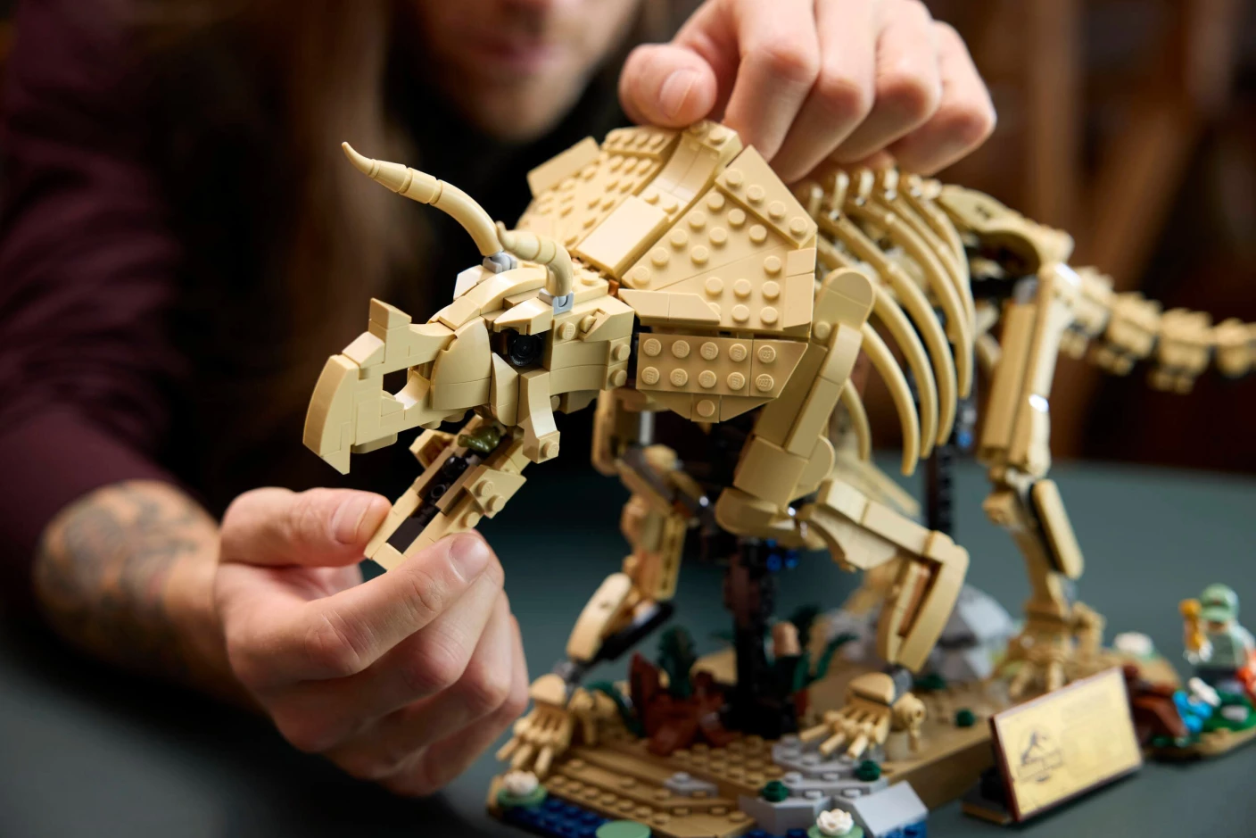 Dinosaurusfossielen: Triceratops