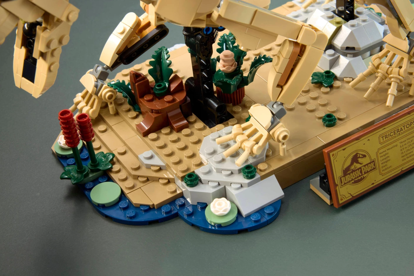 Dinosaurusfossielen: Triceratops