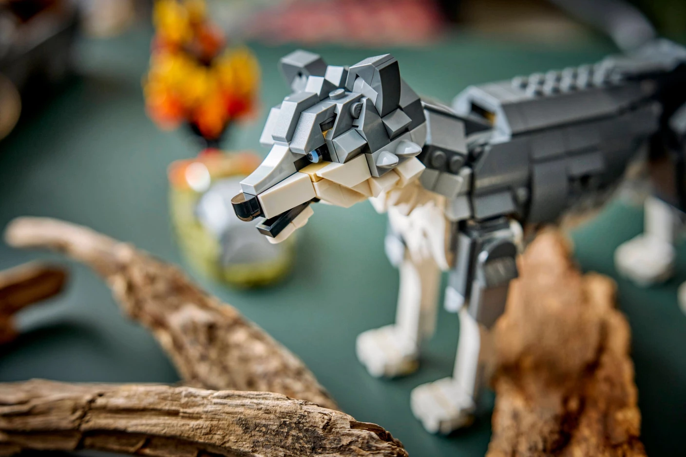 Bosdieren: grijze wolf