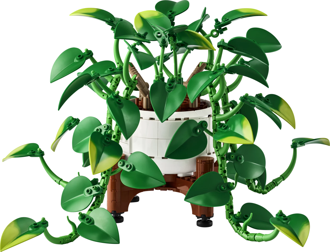 Hangende drakenklimop
