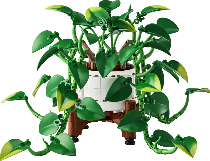 Hangende drakenklimop