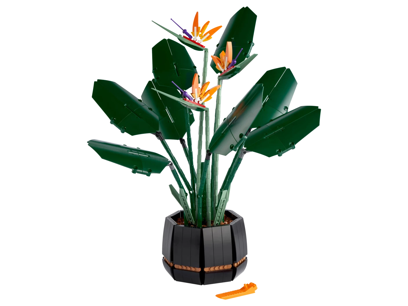 Paradijsvogelplant