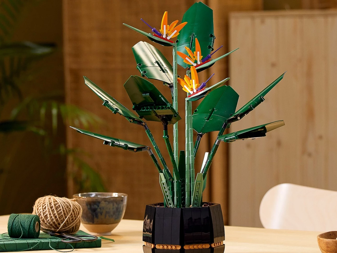 Paradijsvogelplant