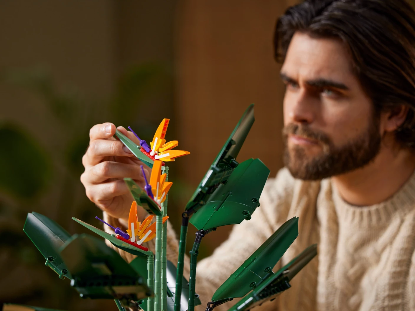 Paradijsvogelplant
