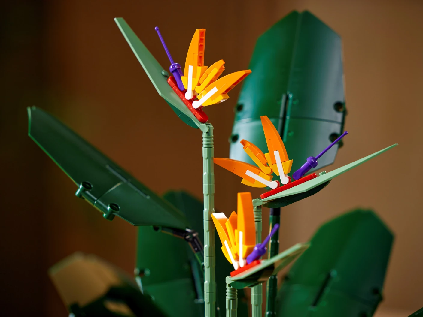 Paradijsvogelplant