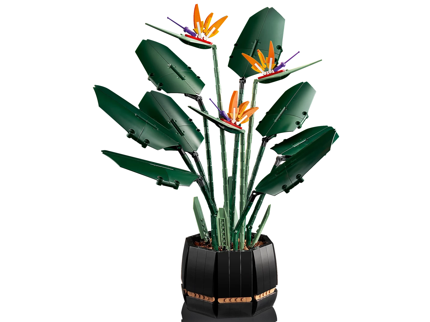 Paradijsvogelplant