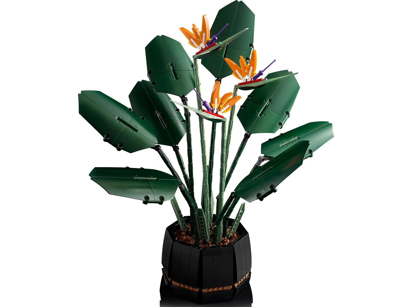 Paradijsvogelplant