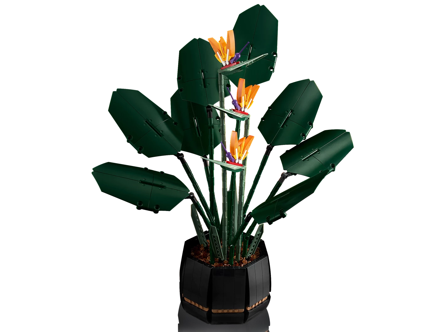 Paradijsvogelplant