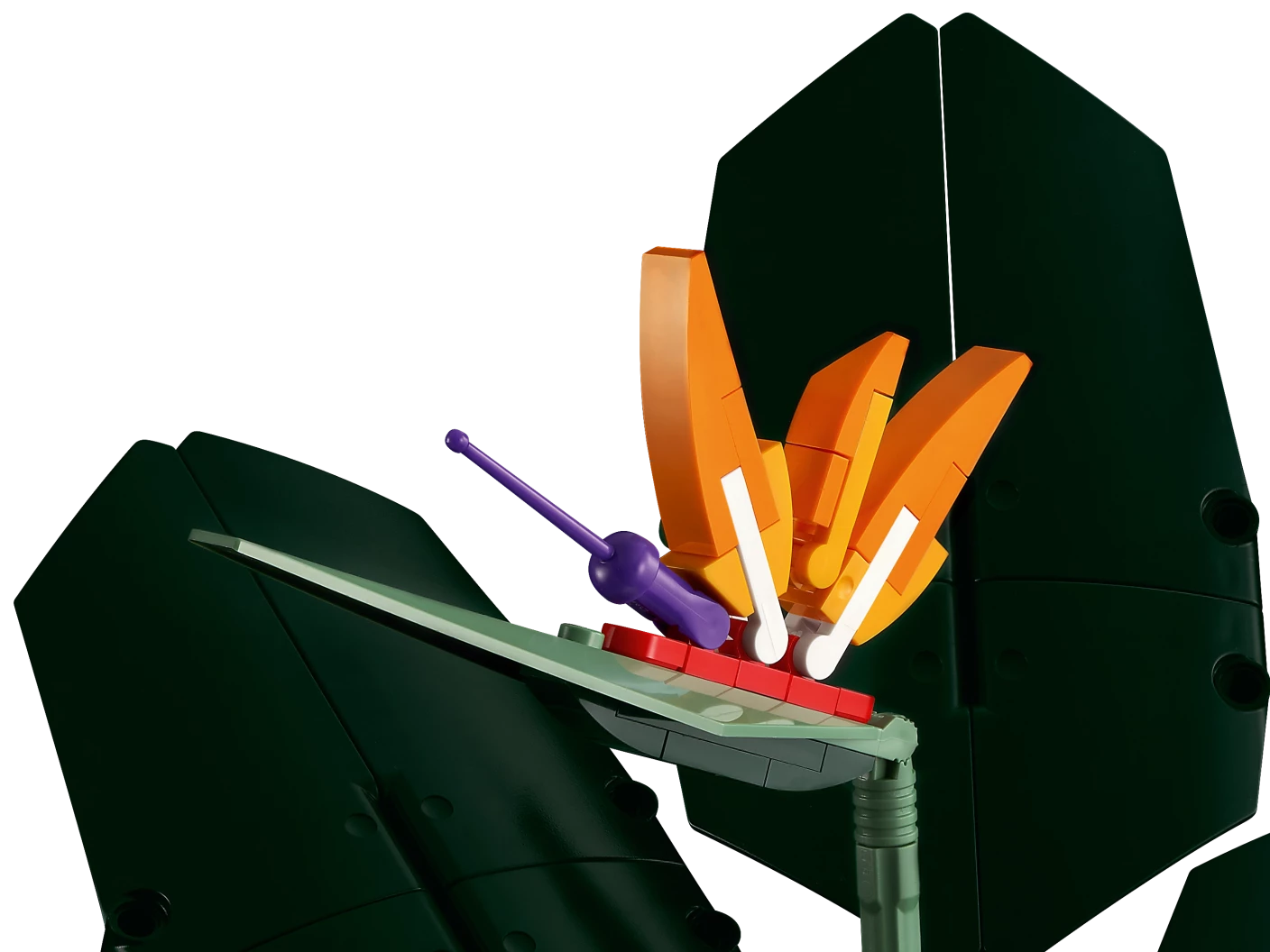 Paradijsvogelplant
