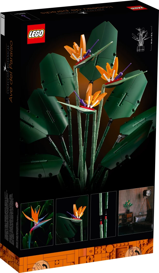 Paradijsvogelplant